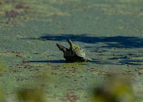 Closeup Of A Snapping Turtle On A Wooden Piece Floating On A Lake