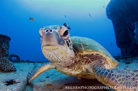 Ultimate Guide to Sea Turtle Photography - Underwater Photography Guide