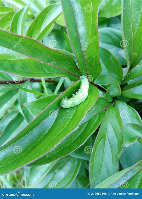 A Small Mint Green Caterpillar Crawling Along a Vibrant Leaf with