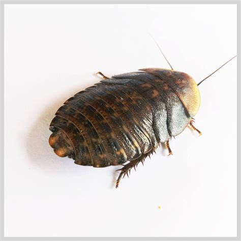 Extra Small (1/4-1/2") Discoid Roaches (25) by Ovipost for Sale