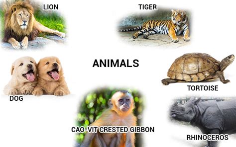 Animals And Their Characteristics (Free Worksheet), 41% OFF