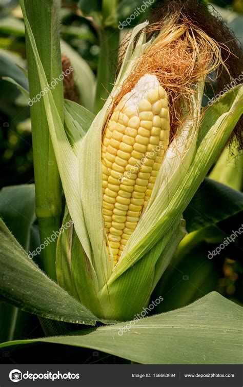 Closeup Corn On The Stalk Stock Photo By ©aedkadps 156663694