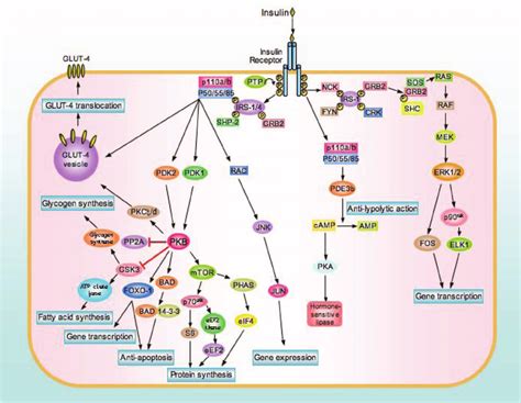 Insulin Pathway Cell Signaling