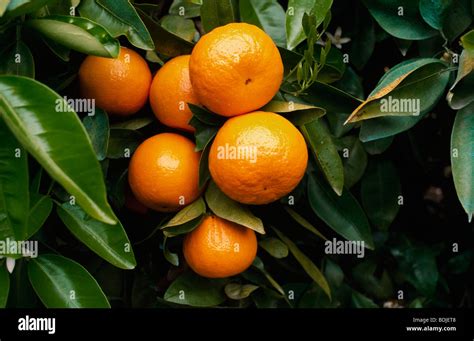 Citrus Orange Tree High Resolution Stock Photography And Images Alamy