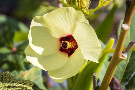 Abelmoschus Esculentus Okra