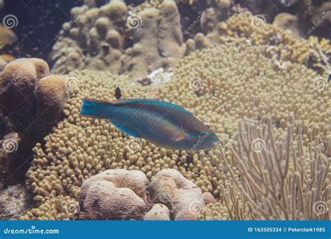 Princess Parrotfish on Coral Reef Stock Photo - Image of animal ...