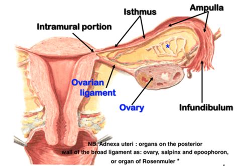 The Language Of Medicine Chapter 8 Female Reproductive System