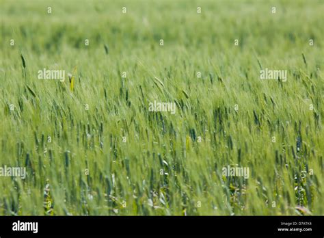 A Wheat Field Blowing In The Wind Saskatchewan Canada Stock Photo Alamy