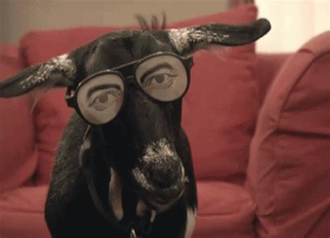 goat gifs | WiffleGif