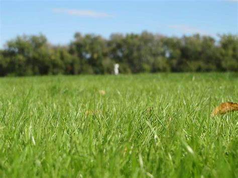 How To Grow Fescue Grass Ope Reviews