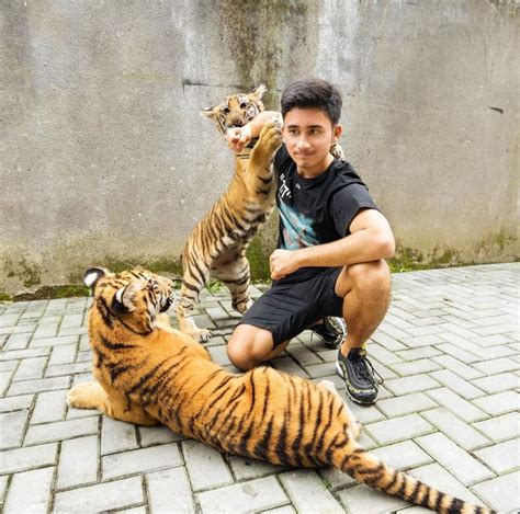 10 Potret Alshad Ahmad Bareng Harimau Akrab Dengan Jinora Dan Eshan