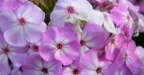 Phlox Paniculata David S Lavender Floks Vlambloem De Tuinen Van