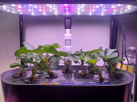 Seascape Strawberries Grown From Bareroots Day 11 ~ 23 Minus Day 12