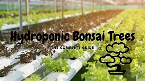 Hydroponic Bonsai Trees (The Complete Guide) – Hydroponics Space