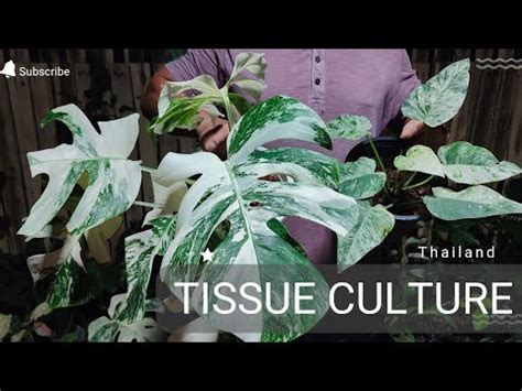 Ep 1 Tissue Culture At Home Thefirstplant Sale Plants Monstera