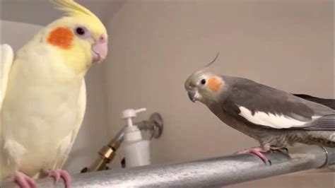 Cockatiel Screaming In The Shower Youtube