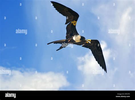 Magnificent Frigatebird Fregata Magnificens Adult Female In Flight