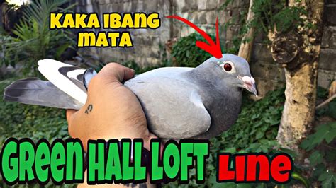 GAGAWA NA TAYO NG PAG LILIPATAN NG MGA NDR BIRDS KO KARERA NG