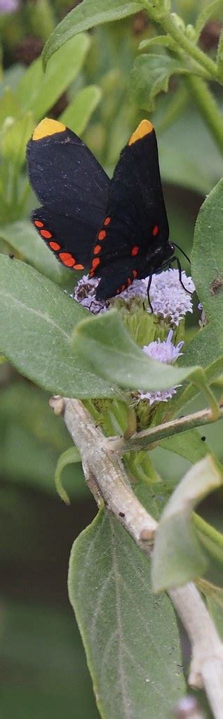 Red Bordered Pixie Texas Butterfly Festival Olympus Digit Flickr