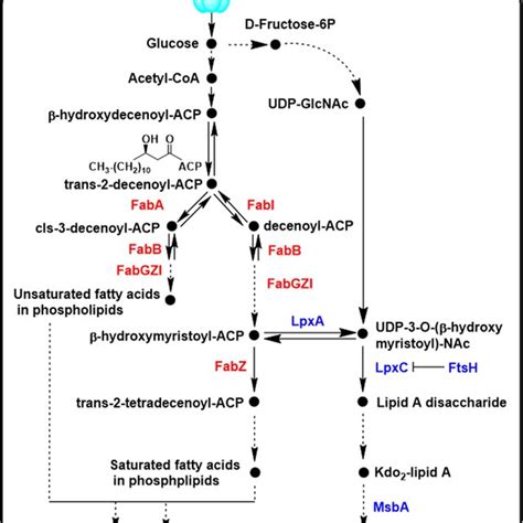 The Biosynthesis Pathway Of The Fatty Acids Chain For E Coli Lps And