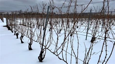 Ns To Spend 15m To Help Vineyards Recover After Extreme Cold Snap