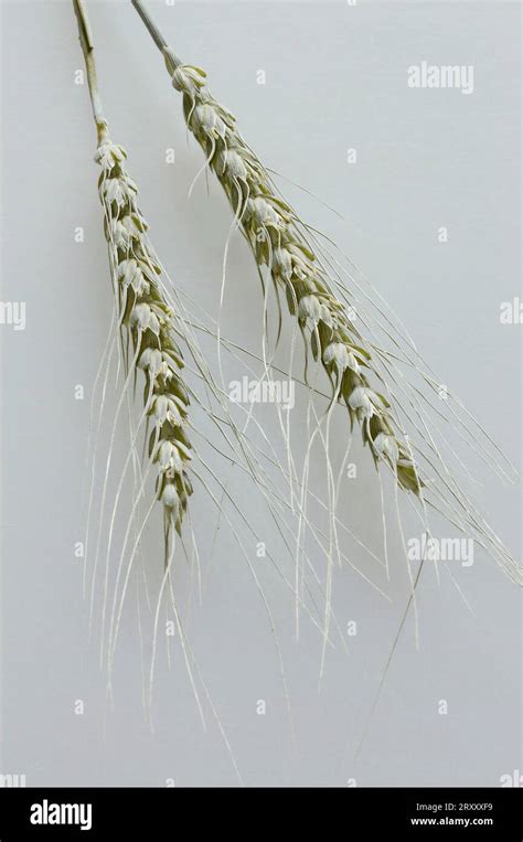 Wheat Ears Old Type Of Wheat Black Einkorn Wheat Triticum Monococcum