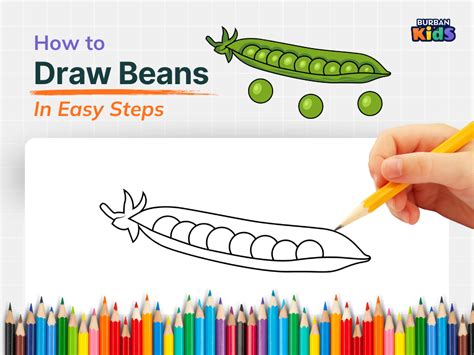 How To Draw A Beans Step By Step Guide