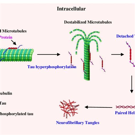 Diagram Of The Formation Of Neurofibrillary Tangles Under Normal