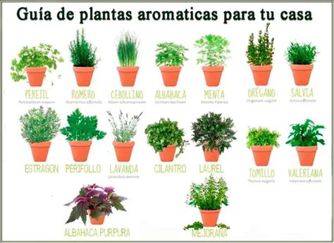 Plantines Aromaticas Romero Albahaca Oregano Tomillo Menta Cuotas Sin