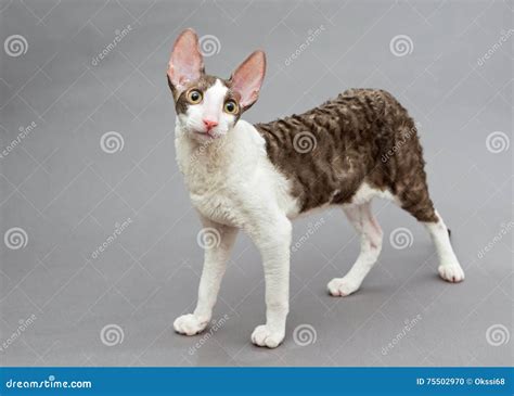 Funny Cat Cornish Rex Posing And Shows Tongue Royalty Free Stock Image