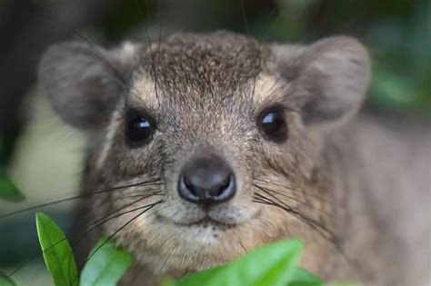 5 Species Of Hyrax - Worldwide Nature