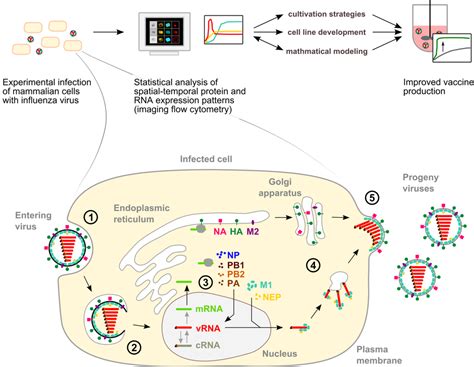 Imaging Of Influenza Virus Replication Max Planck Institute For