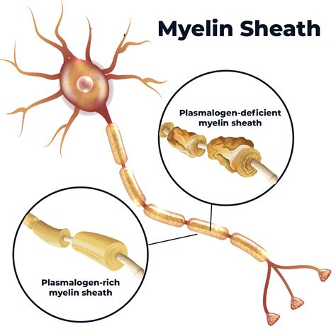 Understanding Plasmalogens Restorative Health Centers