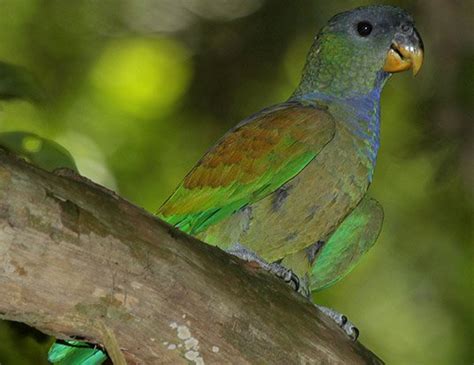 Senegal Parrot Life Expectancy