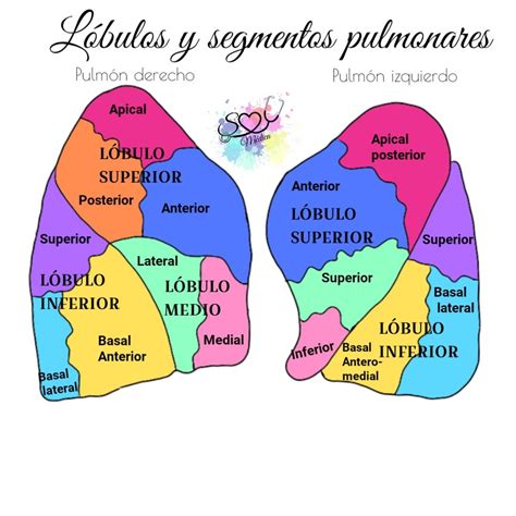 L Bulos Y Segmentos Del Pulmon Pulmones Anatomia Anatom A M Dica