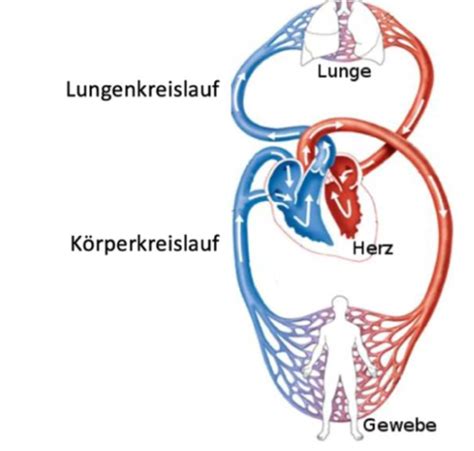 Herzkreislauf Flashcards Quizlet