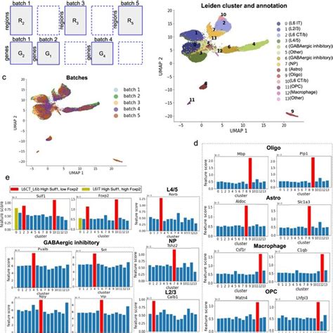 Results On Mouse Brain Cortex Dataset A Layout Of Input Data Matrices Download Scientific