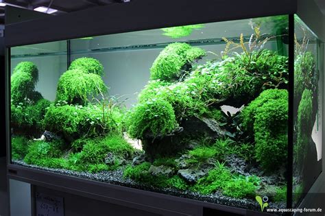 Pin Auf Aquascaping Aquarien Aquarium Gestalten Aquascaping