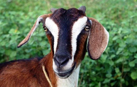 10 Most Demanding Goat Breeds For Milk And Meat In India