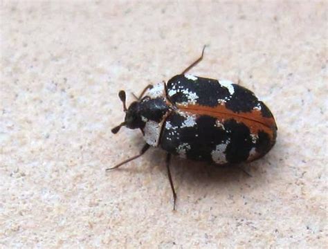 Common Carpet Beetle: Identification, Life Cycle, Facts & Pictures