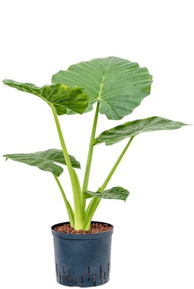 Acheter de l oreille d éléphant Alocasia