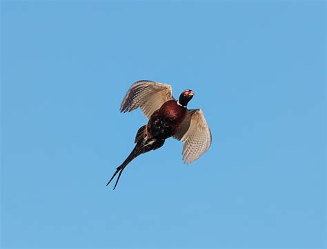 Pheasant Missile Photograph By Loree Johnson Pixels