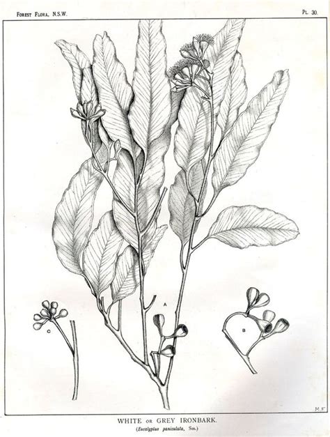 Eucalyptus Leaf Drawing at GetDrawings | Free download