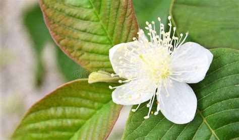 Guava Flower In The Garden Close Uppsidium Guajava Stock Image Image