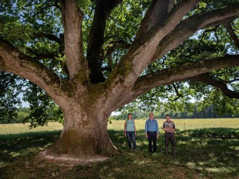 « Le Chêne De Tombeboeuf Arbre De Lannée Tombeboeuf Lot Et