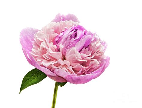 Single Peonies Photograph By Diane Lapreta Fine Art America