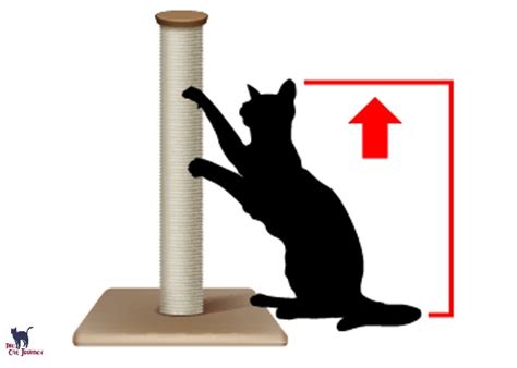 How To Get Your Cat To Use A Scratching Post