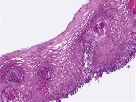 Anatomy Histology Embryology And Developmental Anomalies Of The