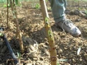 Innesto Ciliegio Periodo Frutteto