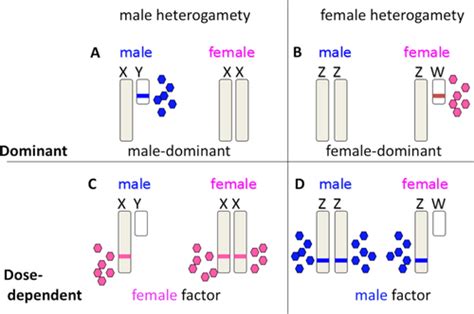 How To Evolve New Vertebrate Sex Determining Genes Graves